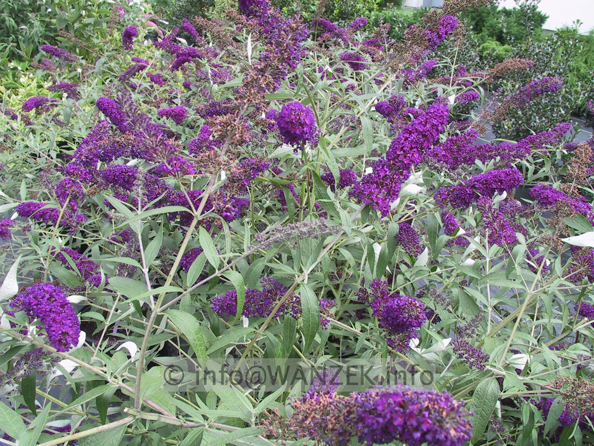 Buddleja Hybride Black Knight 01.JPG